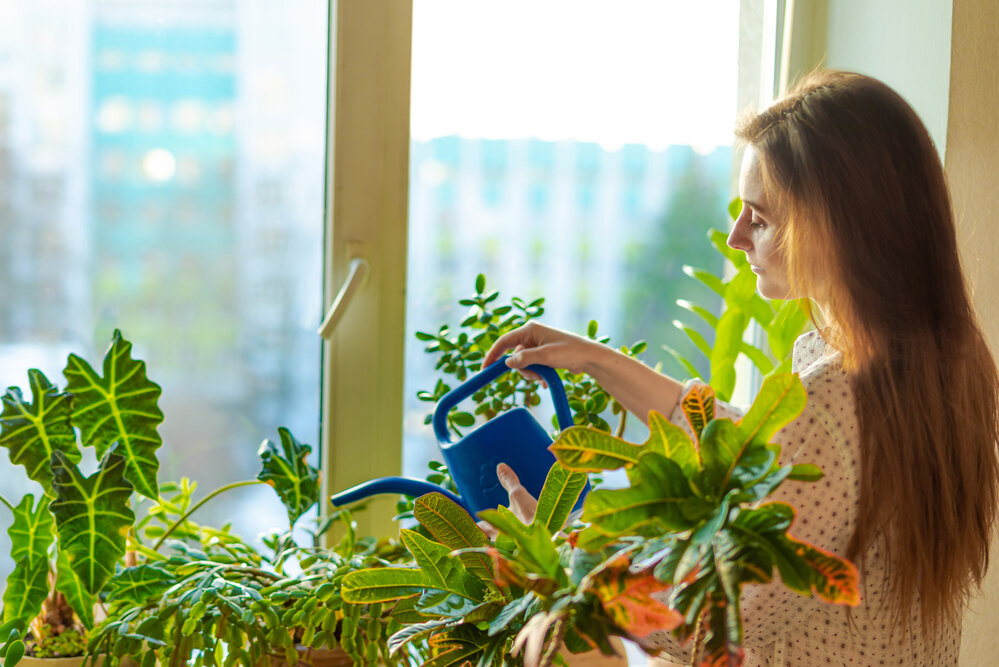 Eine junge Frau gießt die Blumen am Fenster